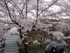 満開の桜