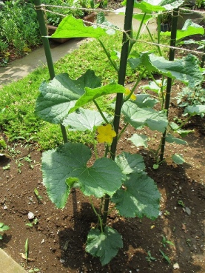 ５月６日に苗植え。２１日には花が付きました。