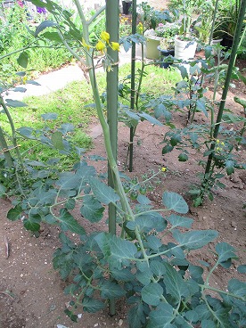 トマトの花