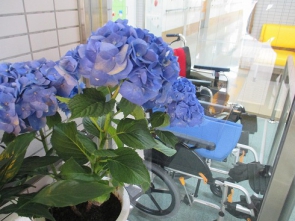 お花屋さんがお持ちくださった鉢の紫陽花。