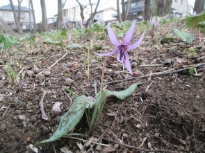 カタクリの花も見学。