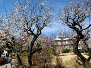 梅は咲いたか・・♪