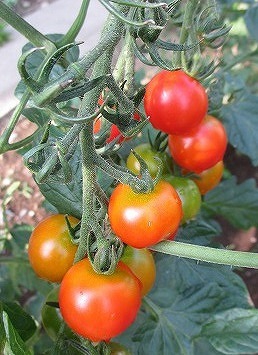 　　ミニトマトが熟しています。