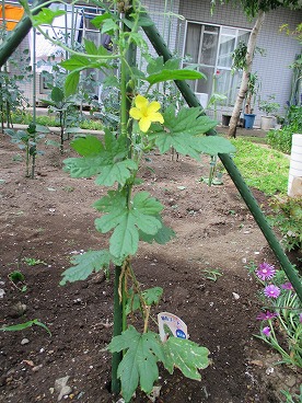 ゴーヤの花
