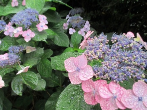 こちらもお庭の額紫陽花。