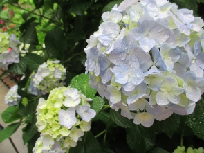 庭に咲く紫陽花