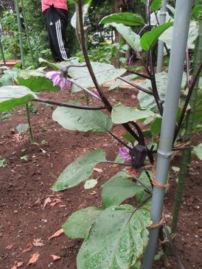 ナスの花