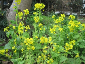 菜の花