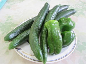　　　　　　  　収穫したてのお野菜は新鮮です。