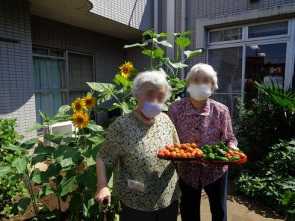 ひまわりの成長に（7月23日撮影）