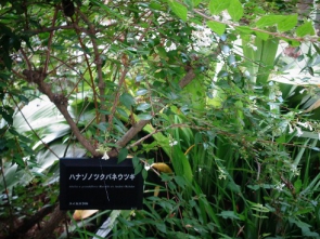 草花の名付け親の牧野氏