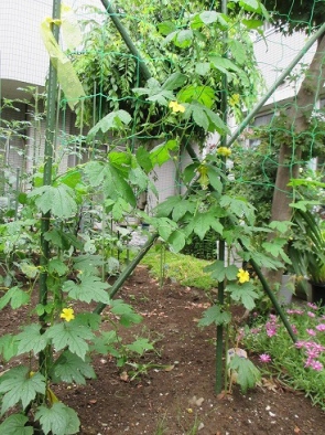 ゴーヤの花