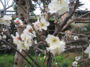 梅の花・・。
