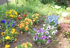 庭園に咲く花　その②
