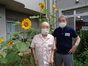 ひまわりの成長（7月30日撮影）