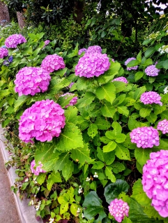 紫陽花