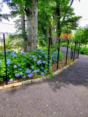 紫陽花の小道