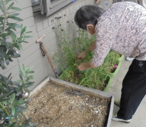 お花を植え直し