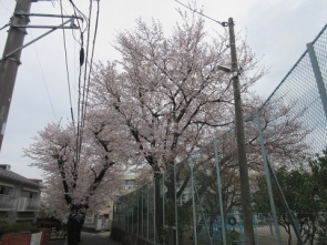 橋戸小の桜です。