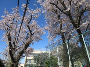 橋戸小の桜も咲きましたよ！