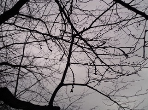 2026.3/6曇/硬い蕾