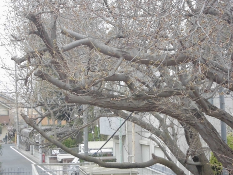 大島桜はまだ開花していません。