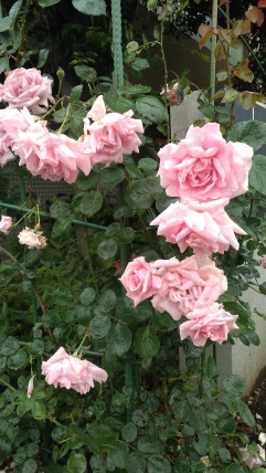 バラの花が満開です！