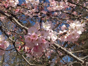 桜