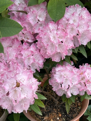 シャクナゲの花