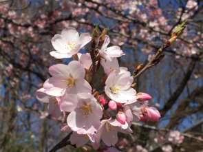 桜