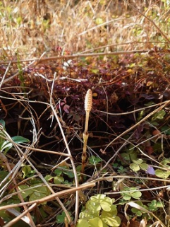 関町特養の庭のつくし