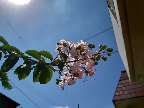 お客様宅のお庭に百日紅がきれいに上品に咲いていました(撮影許可いただいてます)