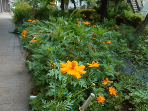 関町特養敷地内のお庭です。