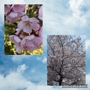 関町の桜～
