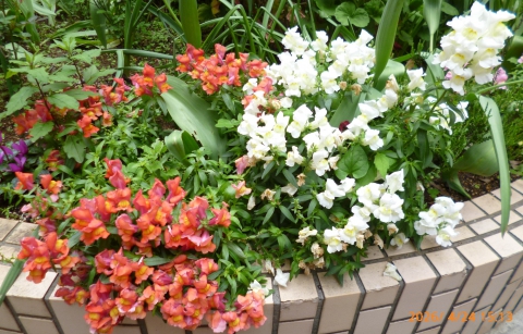     田柄特養老人ホーム中庭の花