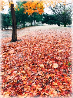 光が丘公園