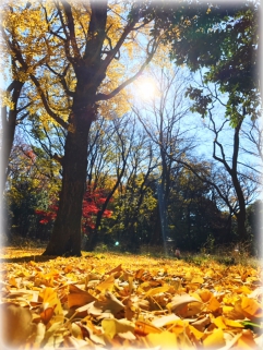 光が丘公園