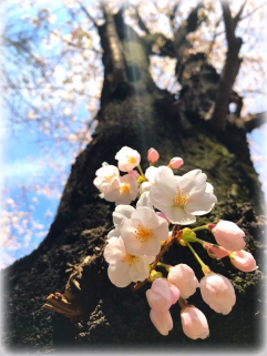 ～　光が丘公園　～