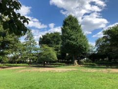 秋の陽公園です。よく見るとトンボが飛んでいます。