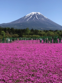 富士山とツツジ、壮観です！