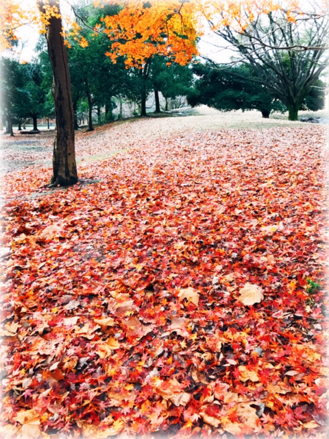 光が丘公園