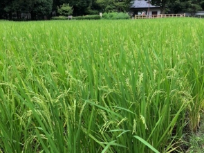 秋の陽公園にある水田の稲穂です。