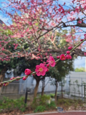 『万葉集』では「花」といえば「梅」を指すと教えられました。