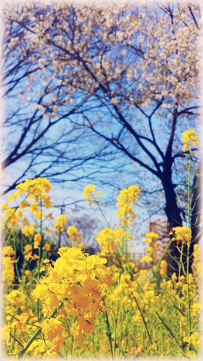 秋の陽公園