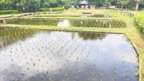 田植えのつどい後
