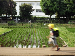 秋の陽公園の稲