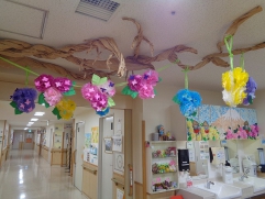 色とりどりの紫陽花♪