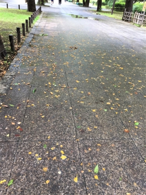 雨に濡れた石畳と銀杏