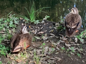 カモたちも元気です！