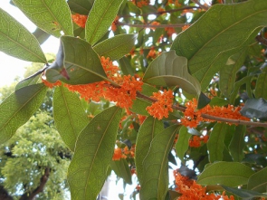 金木犀の花言葉は謙虚